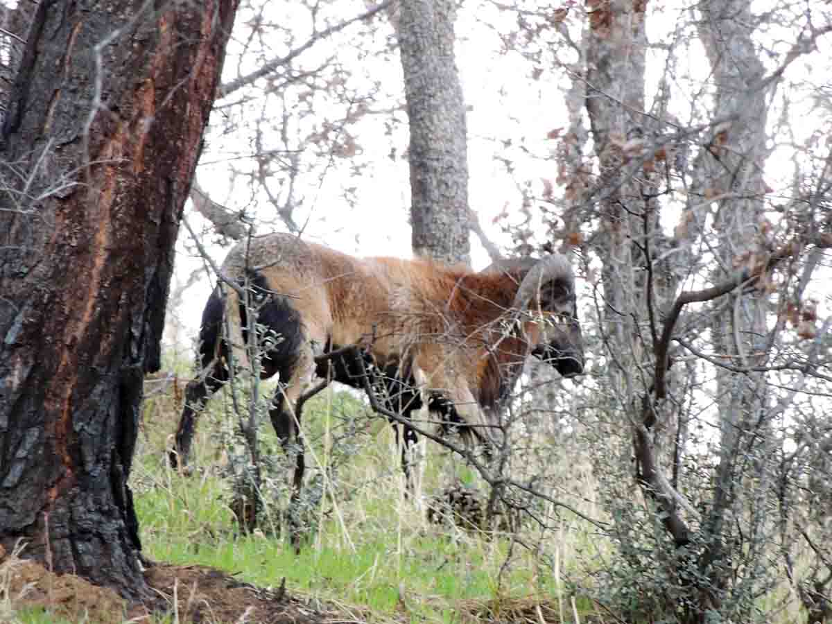 While loaded for squirrels in California, Gary had a chance at this feral sheep, but opted to shoot it with a camera instead.